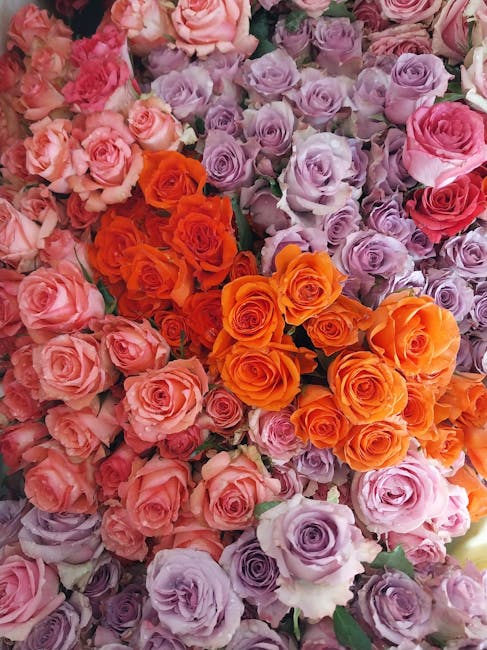 A vibrant display of fresh roses arranged in clusters, featuring pink, purple, and orange blooms. The pink roses are soft and delicate with tightly packed petals, while the purple roses have a slightl
