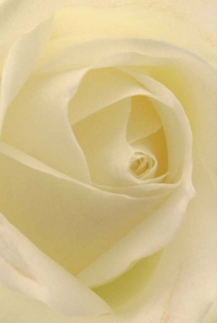 Seen through the discerning eyes of a Kingston florist, this classic white rose-photographed in intimate detail-offers a lesson in tranquil sophistication and natural beauty. Each petal appears washed in gentle daylight, with shades of cream and pure white blending seamlessly, as if illuminated from within. The rose's spiral center speaks of resilience and quiet perfection, recalling heartfelt gestures exchanged between friends along the banks of the Thames or at a wedding in one of Kingston's well-loved venues. Soft, matte textures beg to be touched, their fragility telling stories of care and intention. Subtle plays of shadow and cream lend the bloom an air of whispered elegance, perfect for a sincere apology, a romantic surprise, or an elegant centerpiece for a memorable gathering. Its unspoken scent, clean and tranquil, contributes to the sense of serenity that lingers in artisan bouquets crafted at Florist Kingston, with every composition reflecting the heartfelt moments that mark the rhythms of Kingston life. The artistry in each petal captures not only light but the essence of occasions both grand and intimate-making this rose a universal gesture of emotion, always fresh and thoughtfully delivered throughout Kingston's welcoming neighbourhoods.